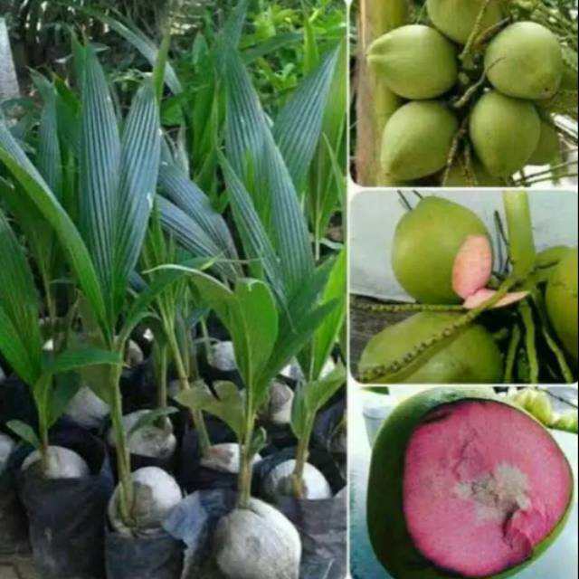 Bibit kelapa wulung -bibit buah-tanaman-pohon-tanaman buah