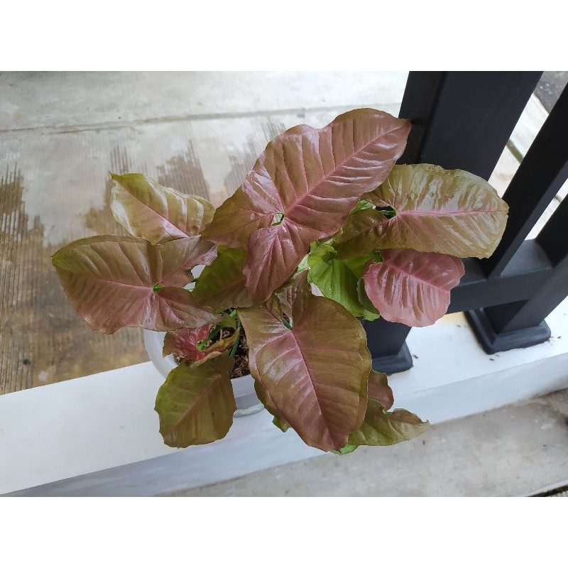 Syngonium pink neon robusta