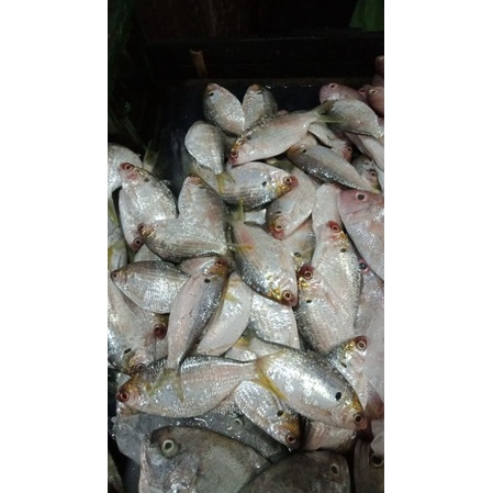 

ikan selangat per 500 gram