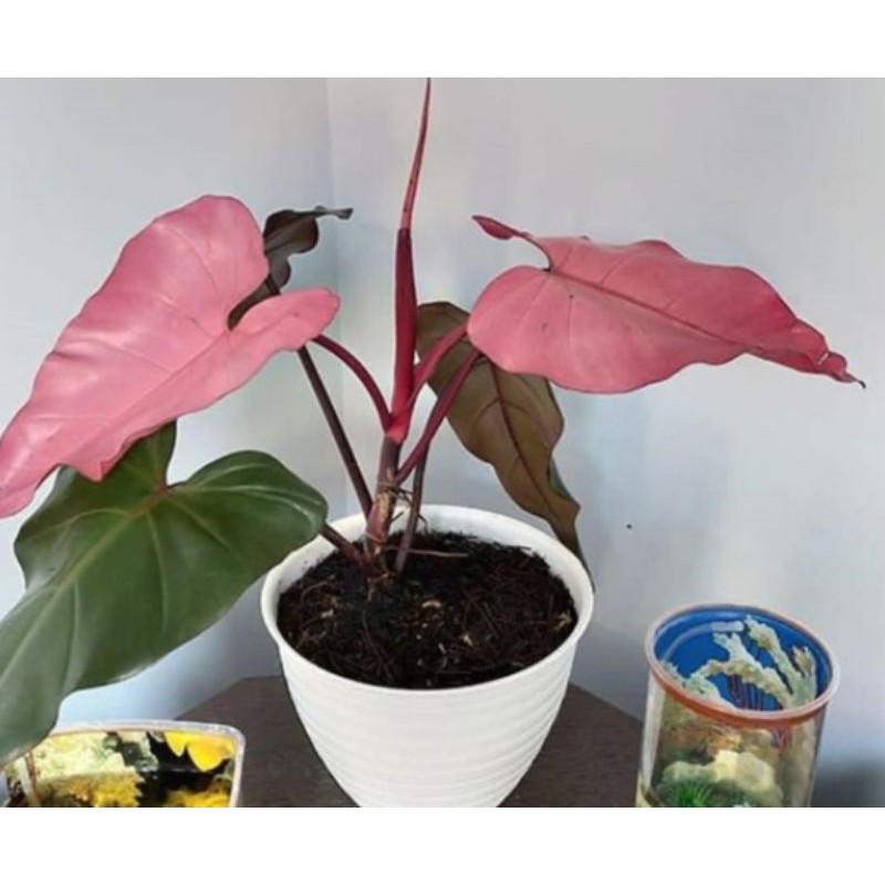 PHILODENDRON PINK DARK LORD