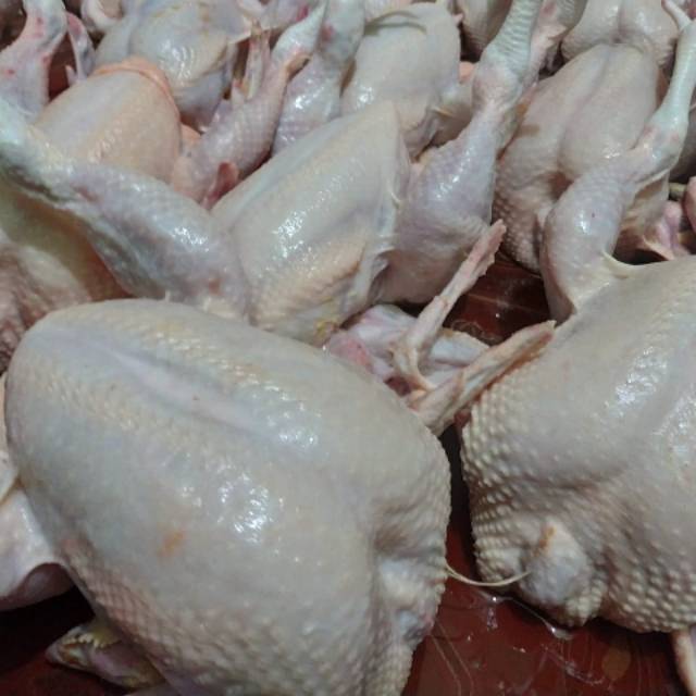 Ayam Potong Fresh Termurah Shopee Indonesia