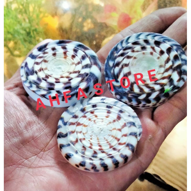 Potongan Kerang Ulun / Potongan Kerang Conus