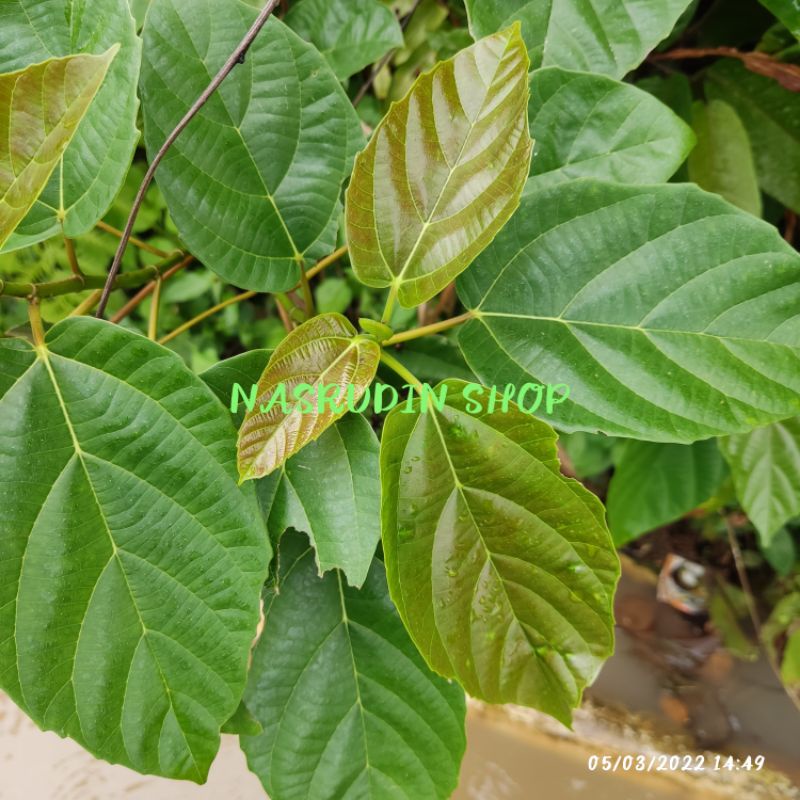 

[Fresh] Bibit Kondang / Bibit Buah Kondang / FICUS VARIEGATA BLUME / Libo / Nyawai / Ara