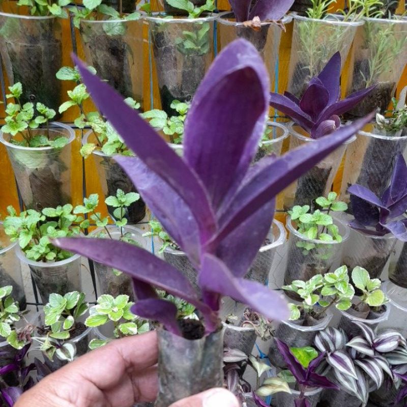 Tanaman hias adam hawa ungu purple-pohon pacok gaok-tanaman hidup-bunga gantung -bunga hidup