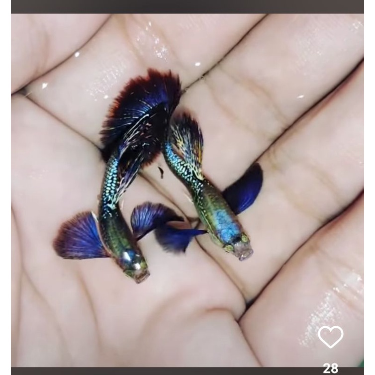 Guppy Red dragon hm dumbo ear