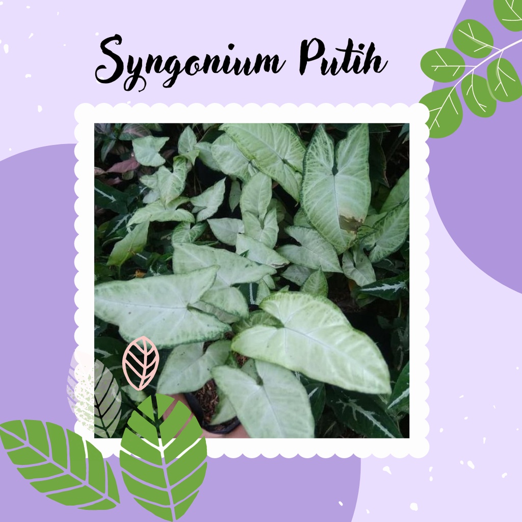 Tanaman Syngonium Putih Tanaman Hias Syngonium Putih