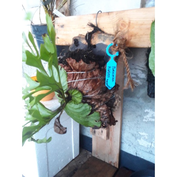 Platycerum Hilii / Kadaka Doa