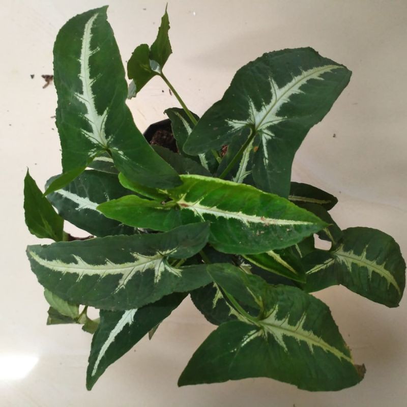 Tanaman hias Syingonium wenlandi - Syingonium tikus