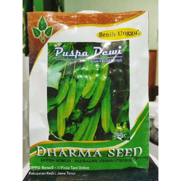

Puspa Dewi 50gr Benih Kecipir Unggul Original Pabrik Dharma Seed