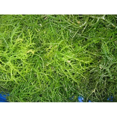 

Jual Jual Karagenan / Carrageenan Powder / Karaginan / Kappa 100 Gr Murah