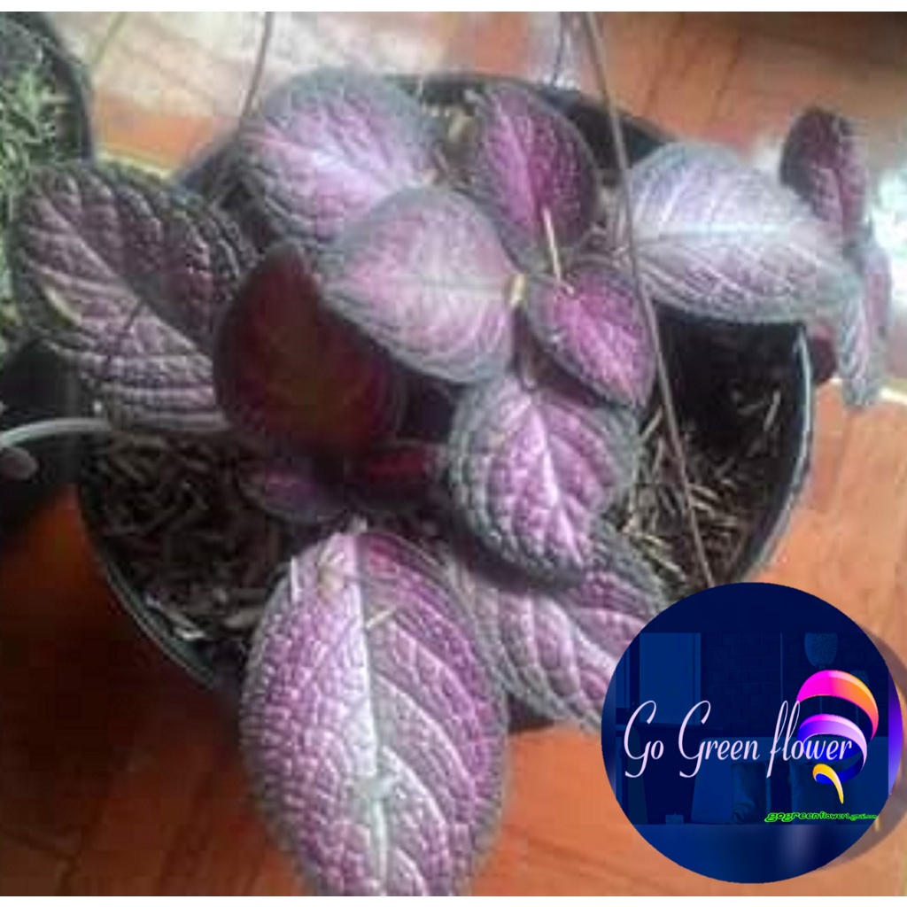 TANAMAN EPISCEA DAUN BELUDRU FLAME VIOLET SILVER SKIES EPISCIA Flame violet lace flower tanaman karp