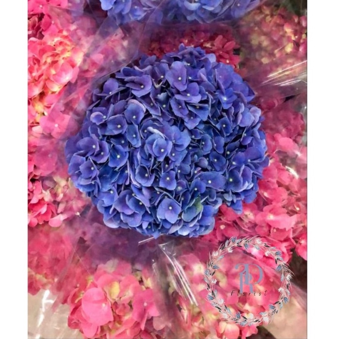 Bunga Hortensia / Hydrangea Semi Import