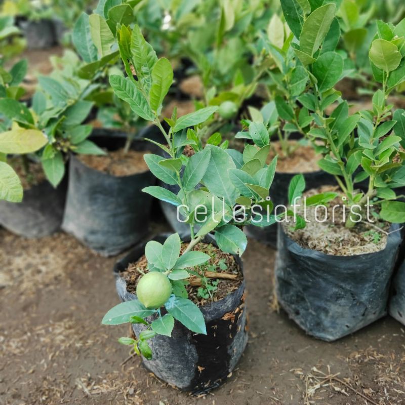 Bibit Tanaman Buah Jeruk Lemon Jumbo (Sudah Berbuah)-3