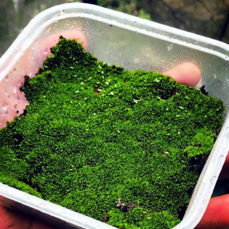 Media Tanam Lumut - Media Tanam Lumut Hidup - Spagnum Moss Lumut