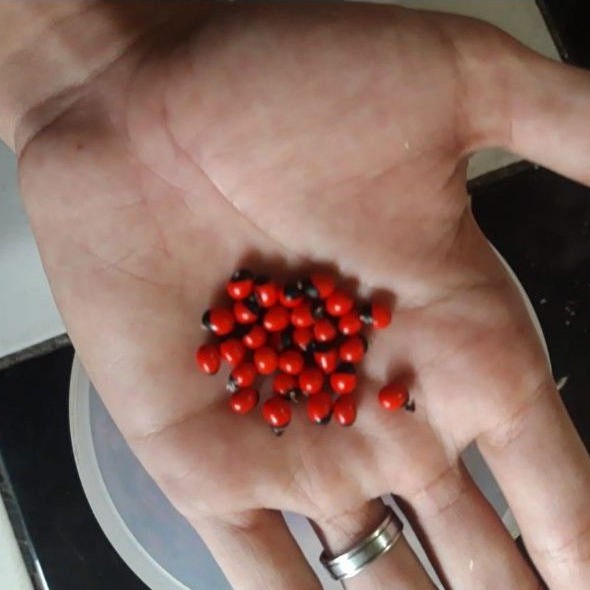Benih Biji Saga Rambat Merah Hitam 30 Butir Obat Batuk Sariawan Radang bukan bibit daun daon