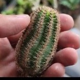 Kaktus Rebutia Torquata /Echinopsis kepala catur/Kaktus ownroot