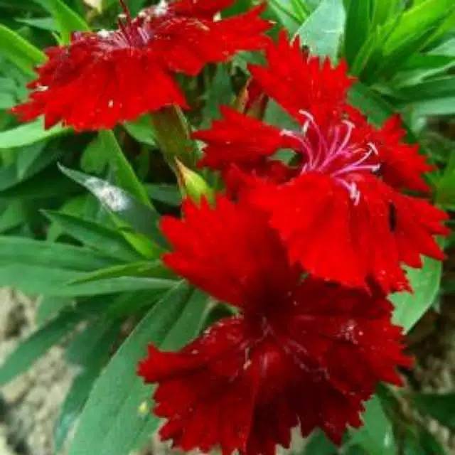 Bunga DIANTHUS // ANYELIR MINI