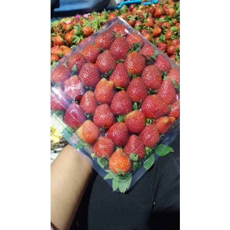 

STRAWBERRY BEST SELLER ASLI CIWIDEY