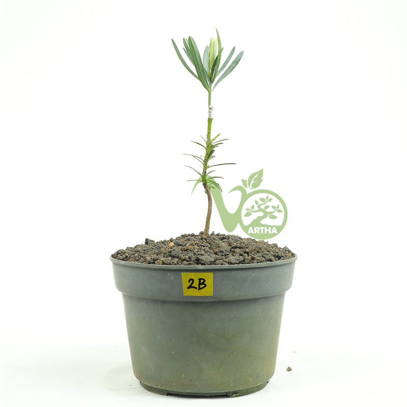 Bibit Lohansung Blue Ice/Lohansung Silver - 2B