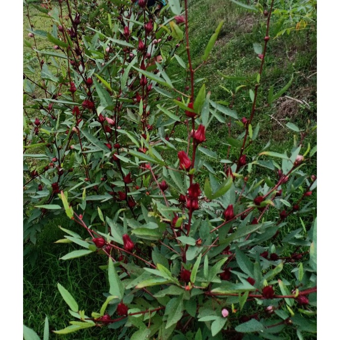

benih bunga Rosella 200gr
