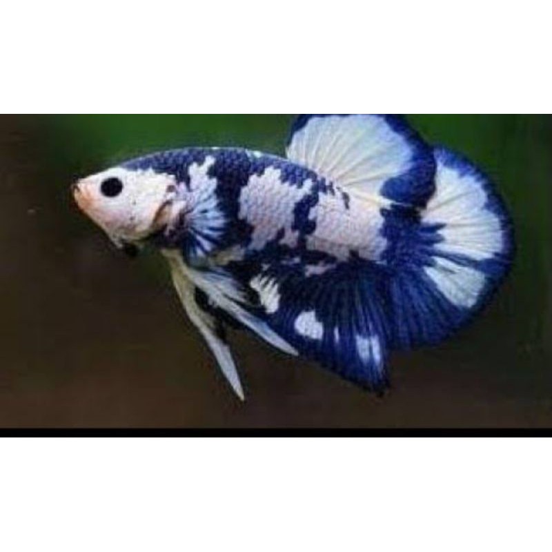 

ikan cupang BLUE PANDA real 100%