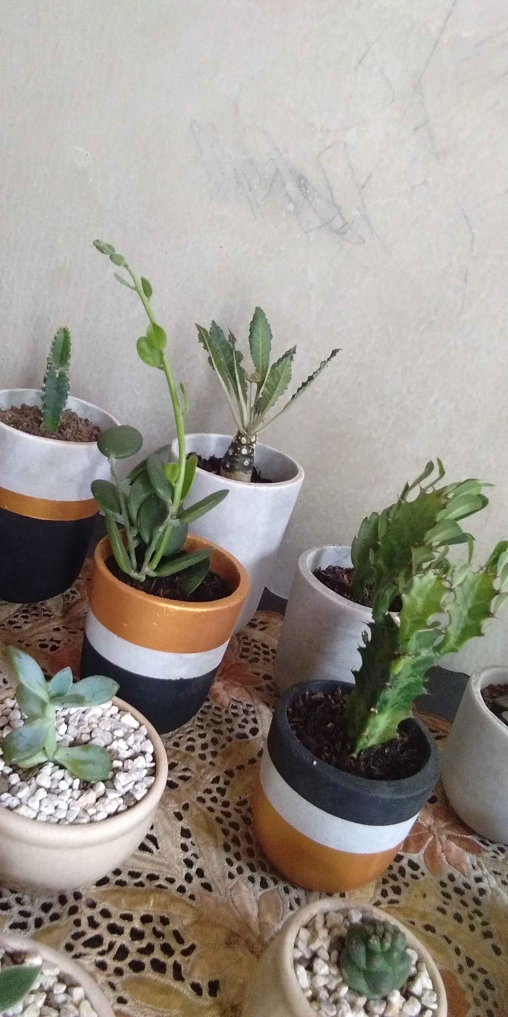Sukulen Dan Kaktus Mini (dorstenia Crispa)