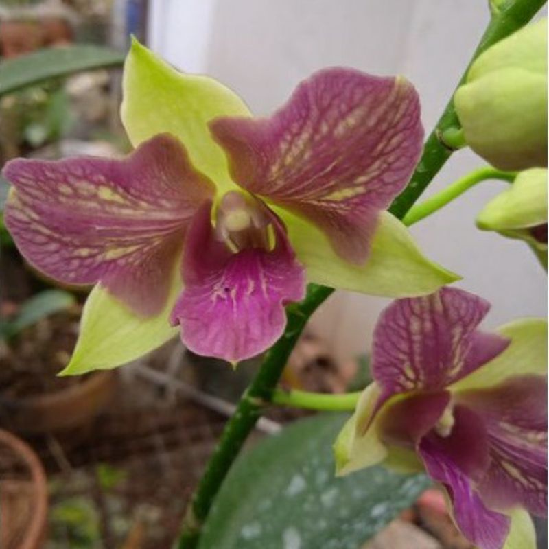 Anggrek dendrobium Arindang Trilip