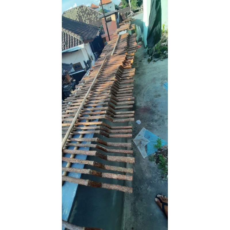 Tangkringan Asem Gawang anis merah POPULER & TERNYAMAN