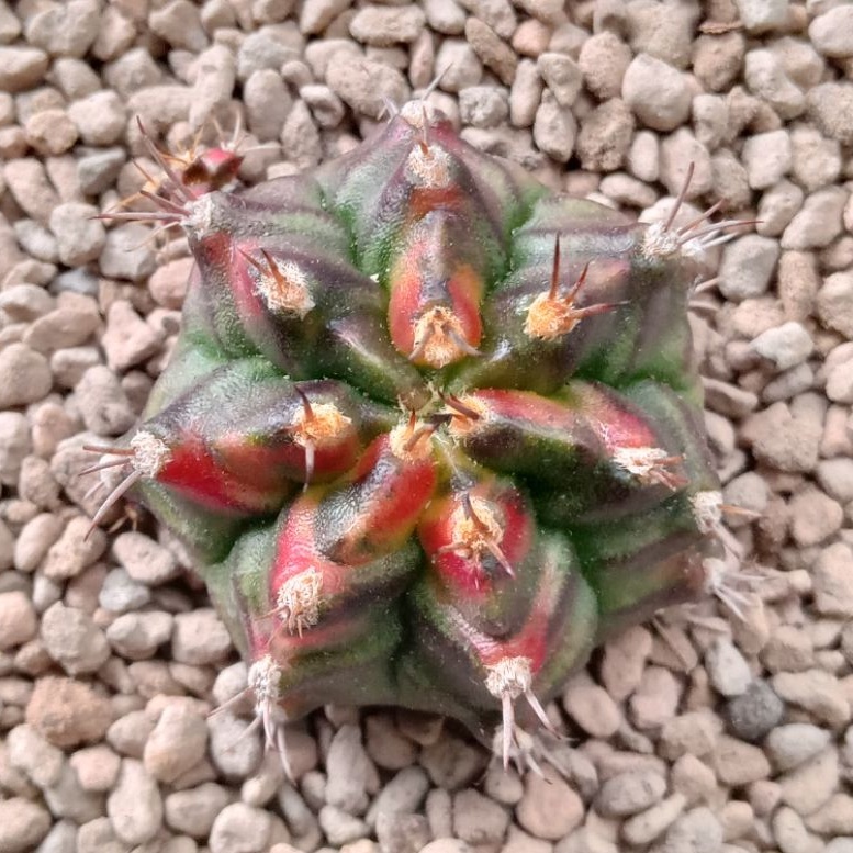 Kaktus Miha T3 | Gymnocalycium Mihanovichii T31115 Ownroot | Gymno T3 | Miha T3 | Variegata