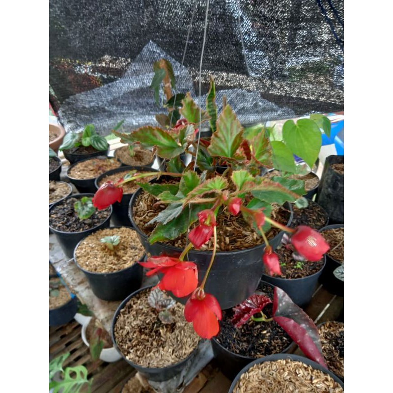 begonia mawar
