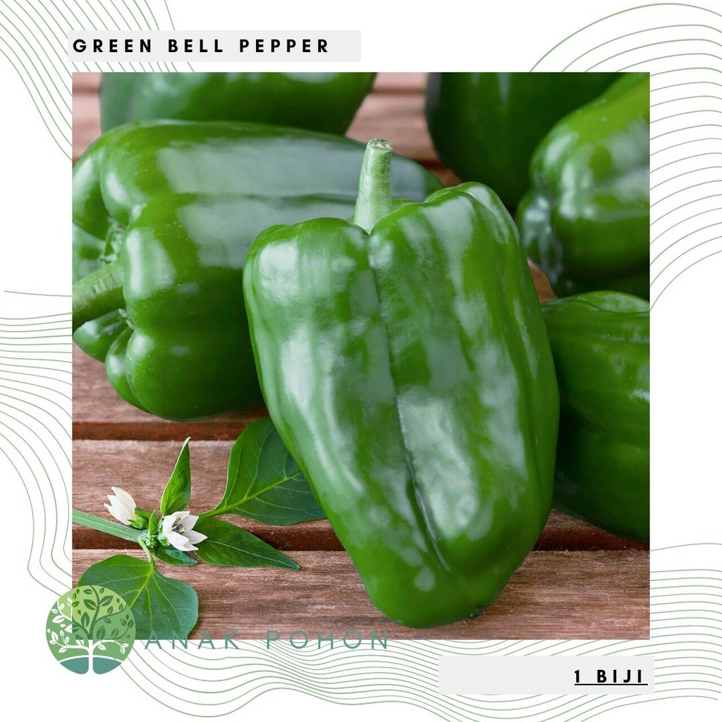 Benih Bibit Biji - Paprika Hijau Green Beauty Bell Sweet Pepper F1 Hibrida Seeds
