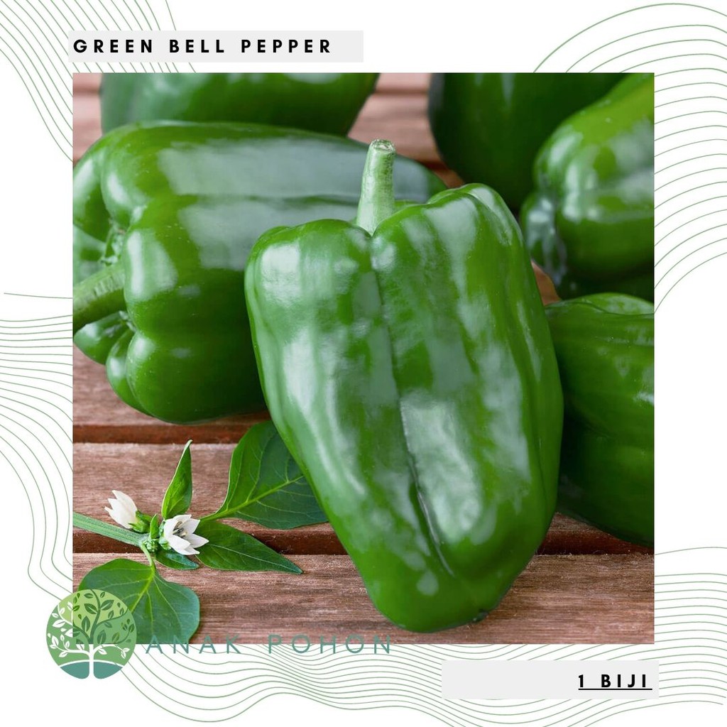 Jual Benih Bibit Biji Paprika Hijau Green Beauty Bell Sweet Pepper F1