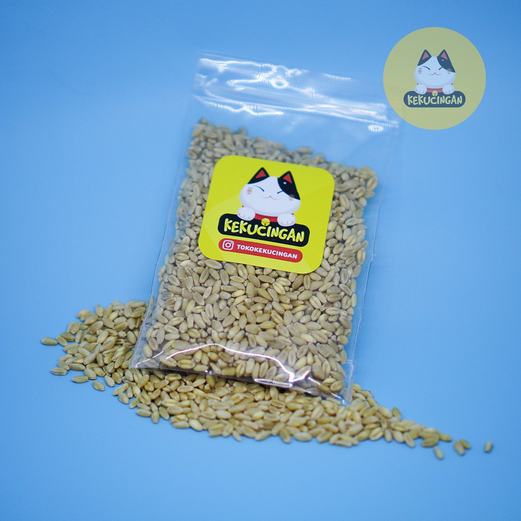 BIJI GANDUM Rumput Kucing KUNING PREMIUM Benih Wheatgrass 100 gram