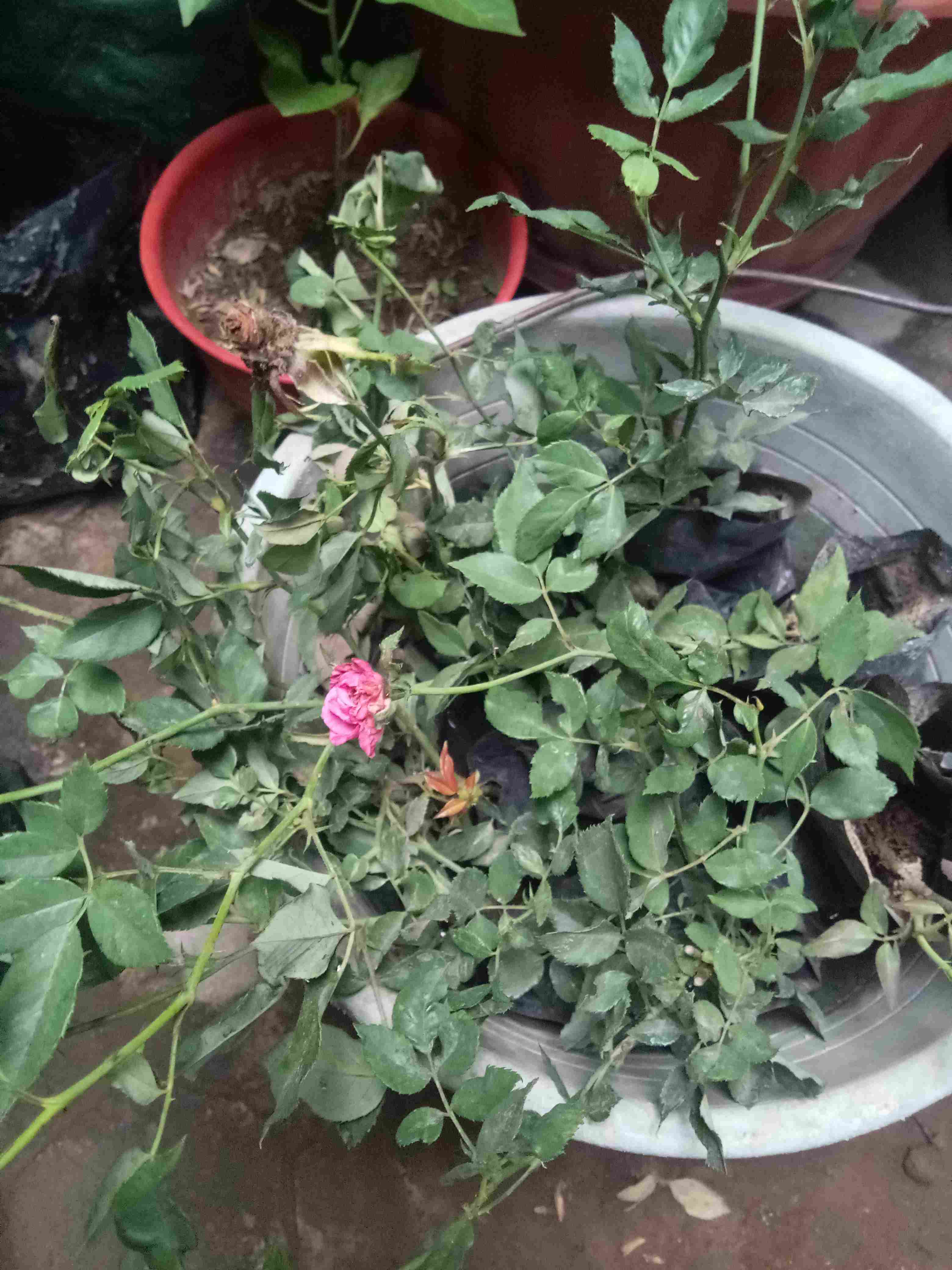 @_@ Bibit Tanaman Bunga Mawar 10 Pohon / 1 Paket Terbaik