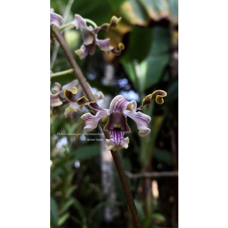Dendrobium pseudoconanthum jungle sulawesi ( Anggrek Besi Sulawesi )