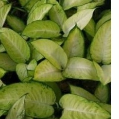 bunga Aglaonema Tisu Besar Termurah / aglonema Tissu putih besar / Diven tisu