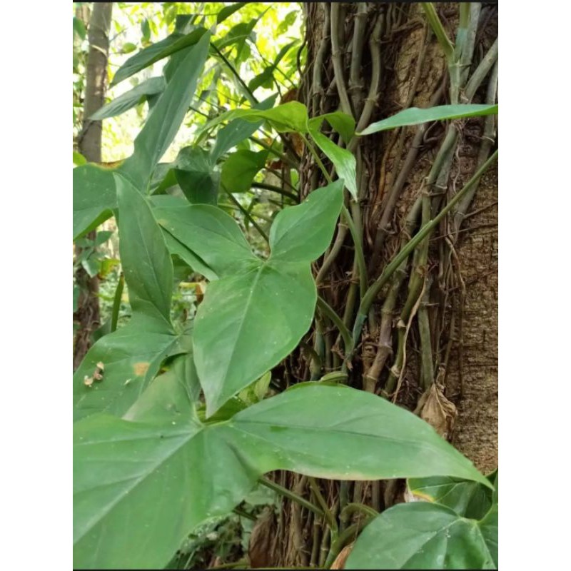 tanaman hias syngonium kelinci/keladi kelinci