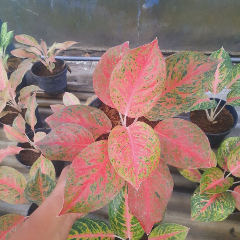 aglonema striptis indukan tanqmqn hias striptis merah