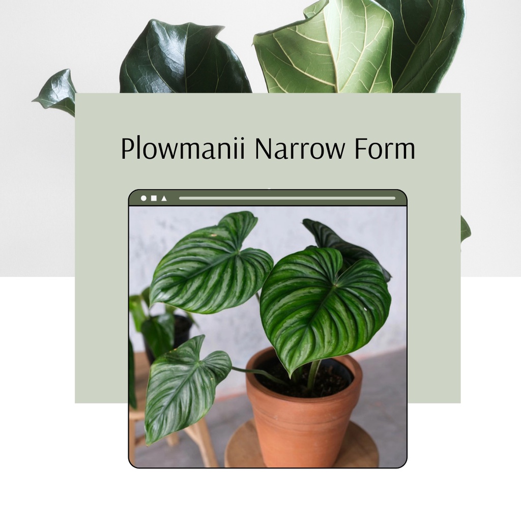Tanaman Hias Plowmanii Narrow Form Philo Plowmanii Narrow Form