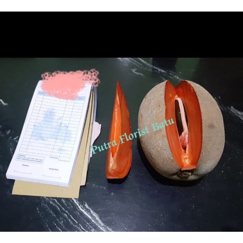 Bibit Tanaman Mamey Sapote