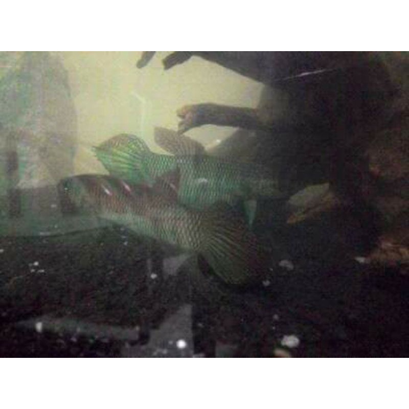 wild betta simorum/ cupang liar