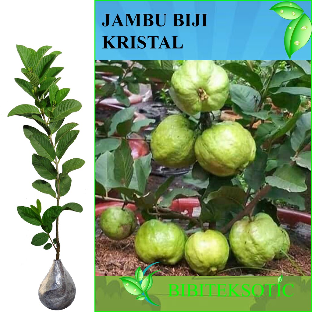 Gambar Akar Pohon Jambu Biji 