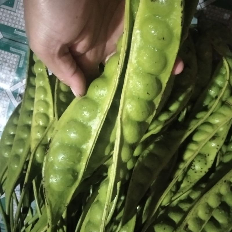 

PETE SAYUR FRESH dan MURAH
