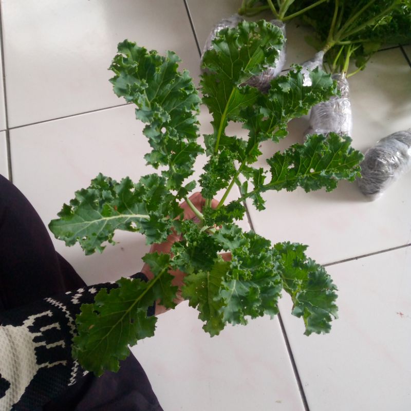 Kale Curly | tanaman kale curly red Russian red rubel | kale superfood | tanaman sayur kale murah