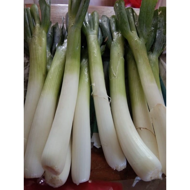 Leek Batang 1/2 kg