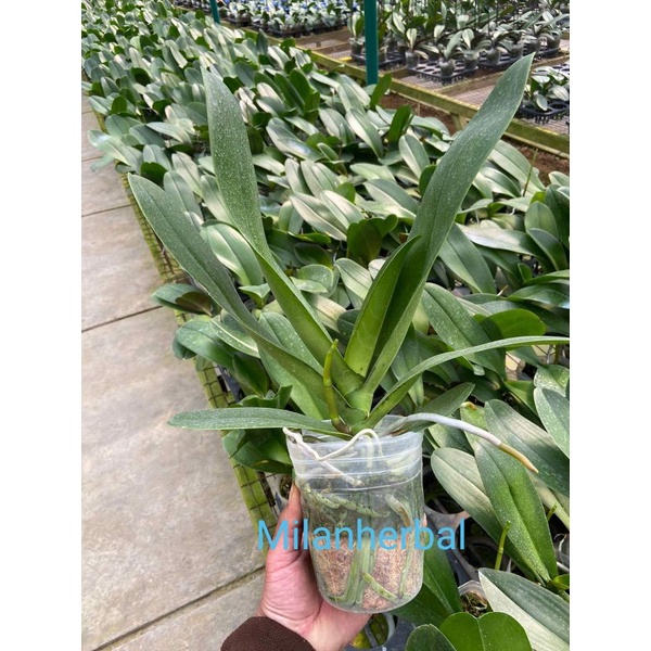 ( COD ) Anggrek Bulan Dewasa Spike  Taiwan Bunga Besar Jumbo Murah Terlaris Phalaenopsis