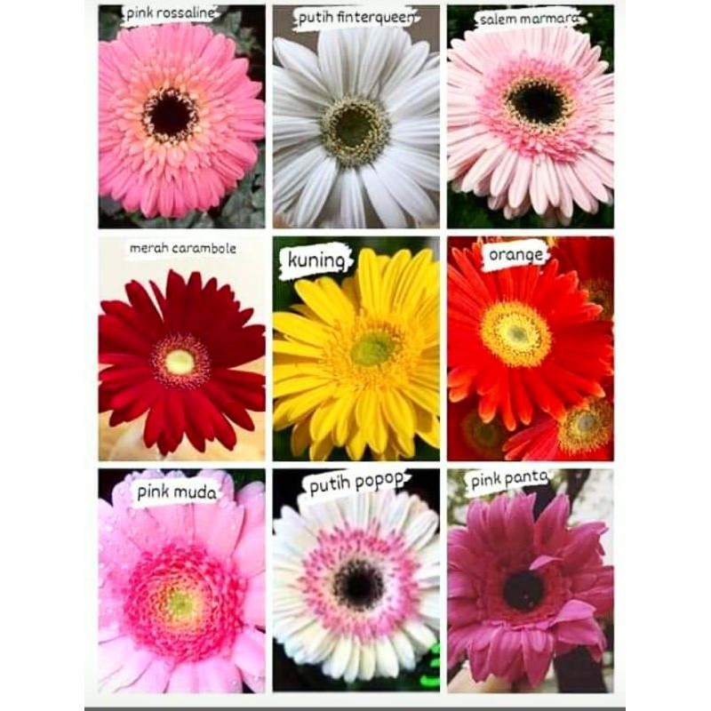 Bibit bunga garbera hebras