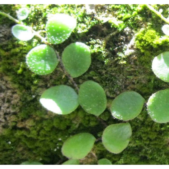 

terbaik Jual Daun sisik naga picisan duduitan segar 250gram Murah Ready