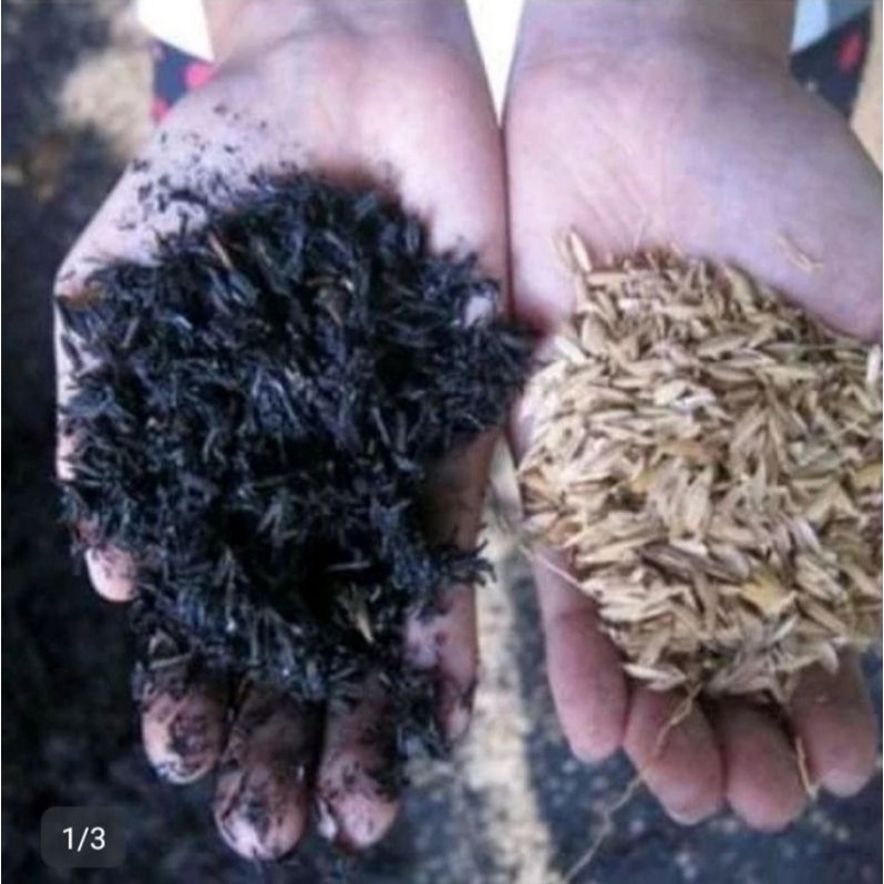 sekam padi media tanam penyubur tanaman