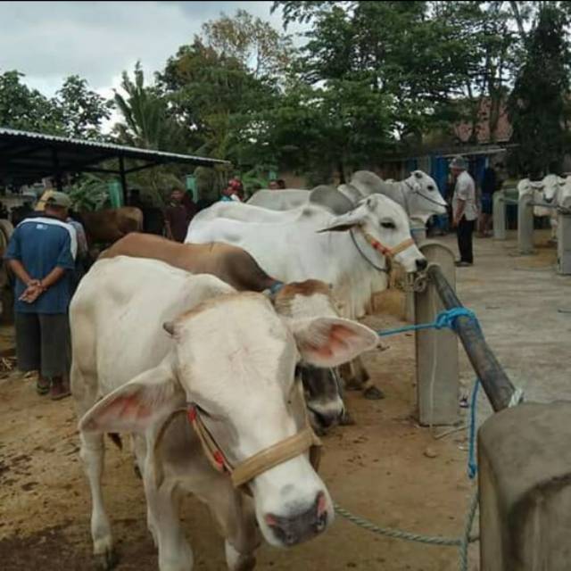 Brangus Sapi/ Head Halter Sapi